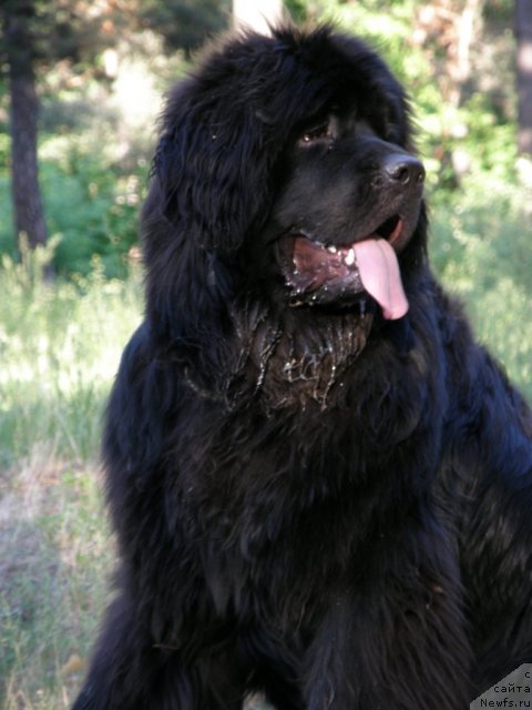 Фото: ньюфаундленд Velyke Malyatko Ya Volodar Mrij'