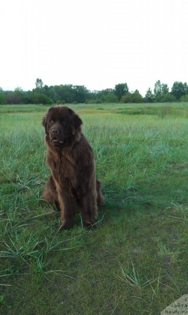Фото: ньюфаундленд Bagryanaya Osen' iz Arkaima (Багряная Осень из Аркаима)