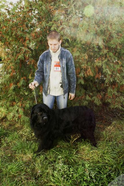 Фото: ньюфаундленд Lester (Лестер)