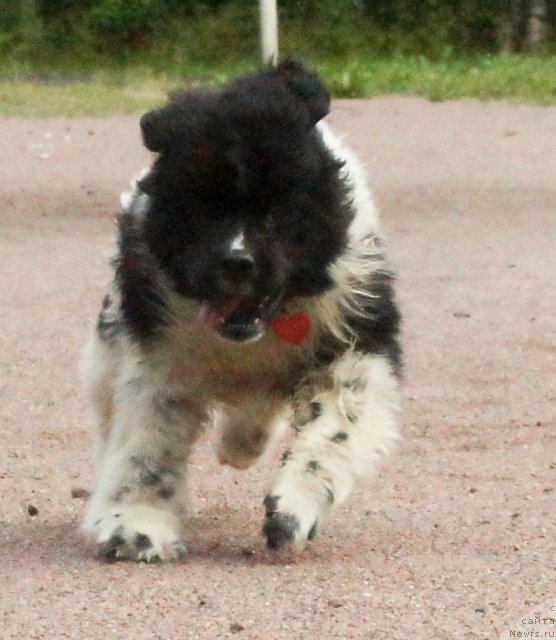 Фото: ньюфаундленд Piternyuf I Did It Again (Питерньюф И Дид Ит Агаин)