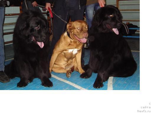 Фото: ньюфаундленд Lester (Лестер), ньюфаундленд Liana CHernaya Feya (Лиана Черная Фея)