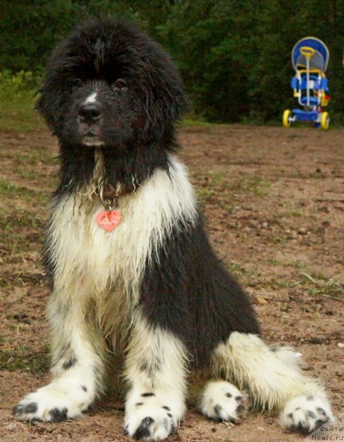 Фото: ньюфаундленд Piternyuf I Did It Again (Питерньюф И Дид Ит Агаин)