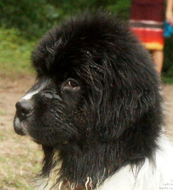 Фото: ньюфаундленд Piternyuf I Did It Again (Питерньюф И Дид Ит Агаин)