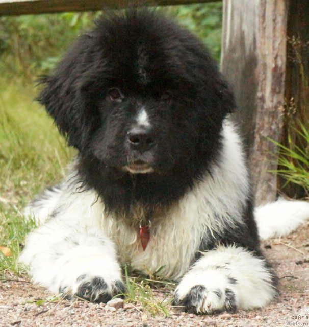 Фото: ньюфаундленд Piternyuf I Did It Again (Питерньюф И Дид Ит Агаин)