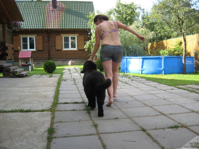 Фото: ньюфаундленд Very Fairweathers X'Got The Rhythm