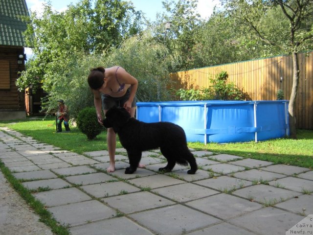 Фото: ньюфаундленд Very Fairweathers X'Got The Rhythm