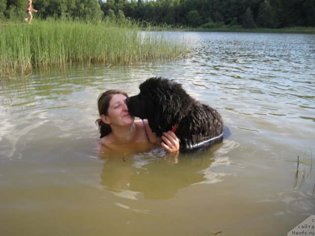 Фото: ньюфаундленд Very Fairweathers X'Got The Rhythm