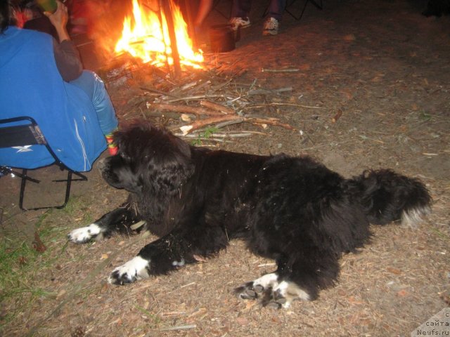 Фото: ньюфаундленд Blestyaschaya Brina (Блестящая Брина)