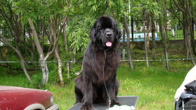 Фото: ньюфаундленд Sent Djons Tender Kiss of Elly (Сент Джонс Тендер Кисс оф Элли)