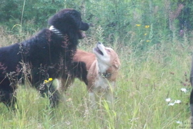 Фото: ньюфаундленд Smigar Volna Uspeha (Смигар Волна Успеха)