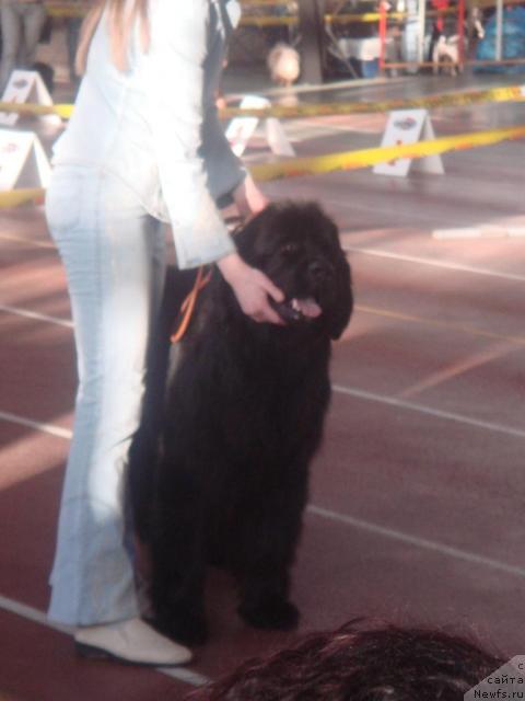 Фото: ньюфаундленд Severtan Rotmistr (Севертан Ротмистр)