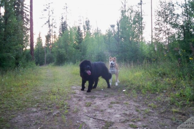 Фото: ньюфаундленд Smigar Volna Uspeha (Смигар Волна Успеха)