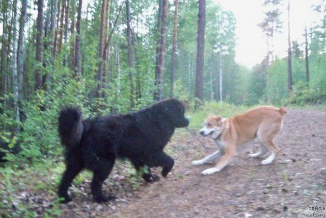 Фото: ньюфаундленд Smigar Volna Uspeha (Смигар Волна Успеха)