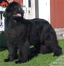 Фото: ньюфаундленд Aarnikarhun Robinia