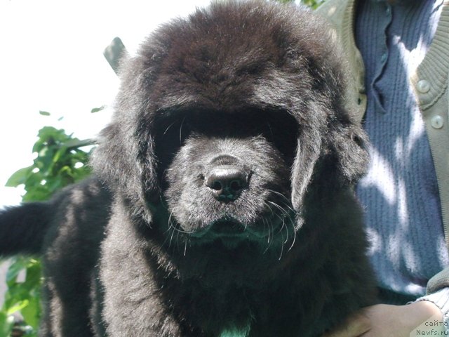 Фото: ньюфаундленд Locman v More Jizni (Лоцман в Море Жизни)