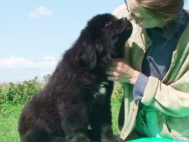 Фото: ньюфаундленд Locman v More Jizni (Лоцман в Море Жизни)