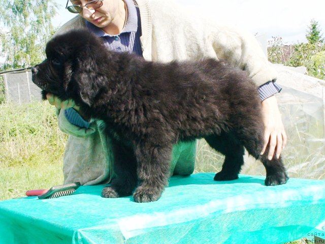 Фото: ньюфаундленд Locman v More Jizni (Лоцман в Море Жизни)