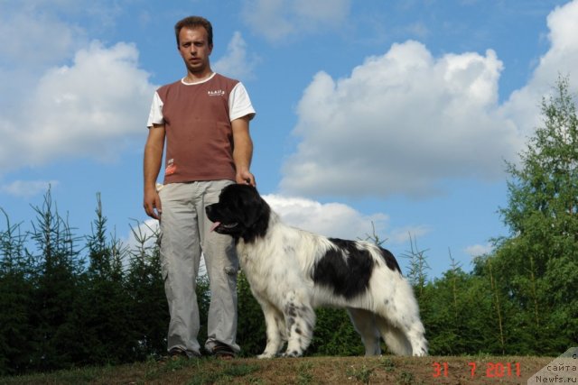 Фото: ньюфаундленд Akvian Song Zero Graviti (Аквиан Сонг Зеро Гравити), Aleksandr Rozenfel'd (Александр Розенфельд)