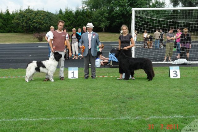 Фото: ньюфаундленд Akvian Song Zero Graviti (Аквиан Сонг Зеро Гравити), ньюфаундленд Gimenej Golden Star