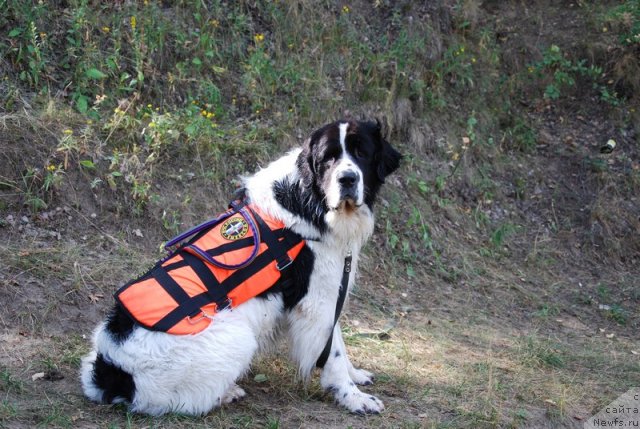 Фотография № 74026