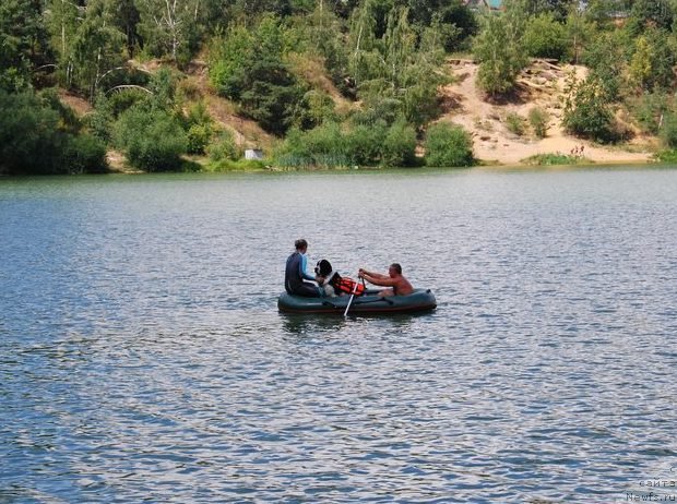 Фото: Galina Kostyuhova (Галина Костюхова), ньюфаундленд H'yugo Boss iz Unikal'noy Kollekcii (Хьюго Босс из Уникальной Коллекции)