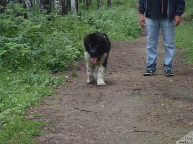 Фото: ньюфаундленд Jan Konkistador (Жан Конкистадор)