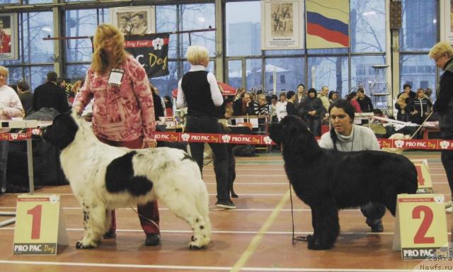 Фото: ньюфаундленд Kloofbears Lancelot for Sent Djons, ньюфаундленд Djentli Bon iz Medvej'ego YAra (Джентли Бон из Медвежьего Яра), YUliya YAstrebova (Юлия Ястребова), Mariya Smirnova (Мария Смирнова)