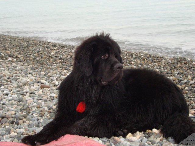 Фото: Elena Gricenko (Елена Гриценко)