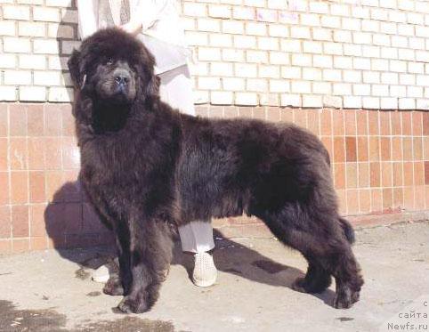 Фото: ньюфаундленд Severtan Madjesta (Севертан Маджеста)