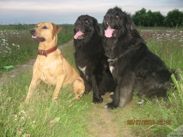 Фото: Лорд, ньюфаундленд Barbara CHernyiy Bril'yant (Барбара Черный Брильянт), ньюфаундленд Balustar de Mantal'chino (Балустар де Мантальчино)