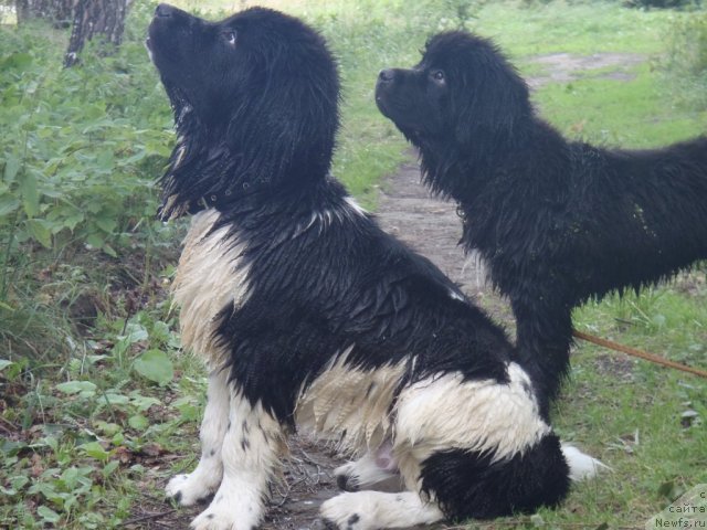 Фото: ньюфаундленд Jan Konkistador (Жан Конкистадор), ньюфаундленд Jyerminal' Lui Filippa (Жэрминаль Луи Филиппа)