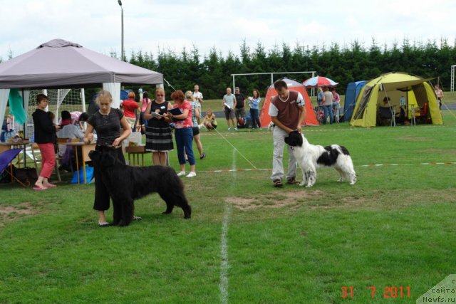 Фото: ньюфаундленд Gimenej Golden Star, ньюфаундленд Akvian Song Zero Graviti (Аквиан Сонг Зеро Гравити)