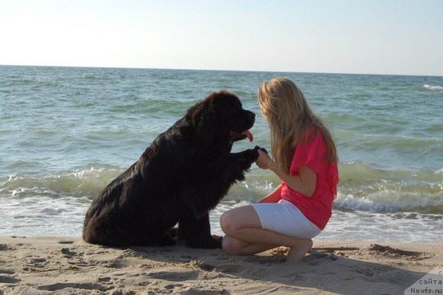 Фото: ньюфаундленд Bowaters Starlight Nuo Ozo Kalvu, Margarita Racinene (Маргарита Рацинене)