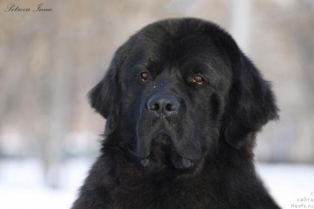 Фото: ньюфаундленд Jemchug Grand iz Unikal'noy Kollekcii (Жемчуг Гранд из Уникальной Коллекции)