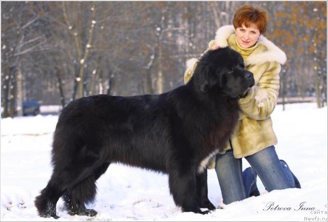 Фото: ньюфаундленд Jemchug Grand iz Unikal'noy Kollekcii (Жемчуг Гранд из Уникальной Коллекции)