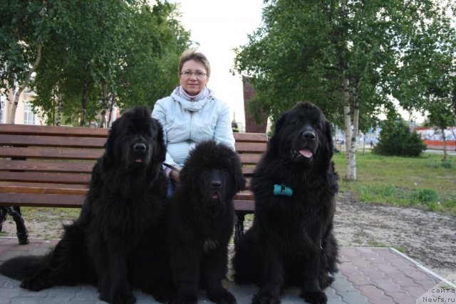 Фото: Elena Kuz'mina (Елена Кузьмина), ньюфаундленд Fortuna of Giant's Island, ньюфаундленд Beguschaya po Volnam Zero Kool (Бегущая по Волнам Зеро Коол), ньюфаундленд Gloriya Grand Blek (Глория Гранд Блек)