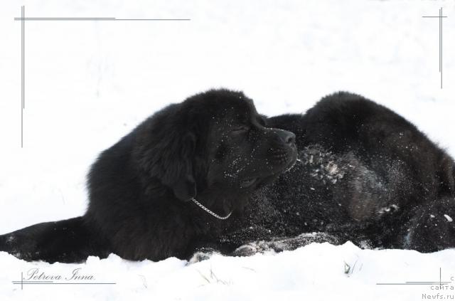 Фото: ньюфаундленд Jemchug Grand iz Unikal'noy Kollekcii (Жемчуг Гранд из Уникальной Коллекции)