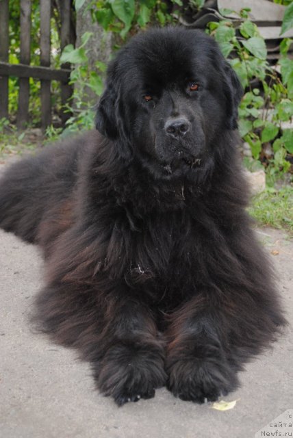 Фото: ньюфаундленд Kiss Happy iz Medvejyego Yara (Кисс Хэппи из Медвежьего Яра)