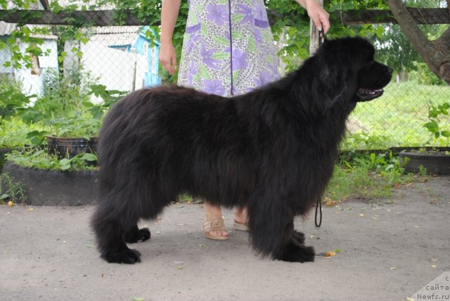 Фото: ньюфаундленд Kiss Happy iz Medvejyego Yara (Кисс Хэппи из Медвежьего Яра)