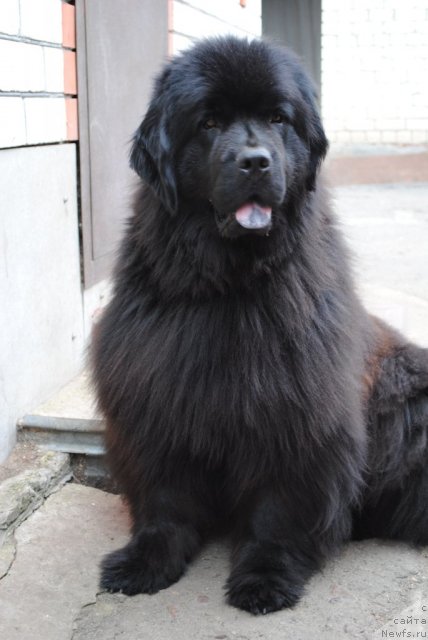 Фото: ньюфаундленд Kiss Happy iz Medvejyego Yara (Кисс Хэппи из Медвежьего Яра)