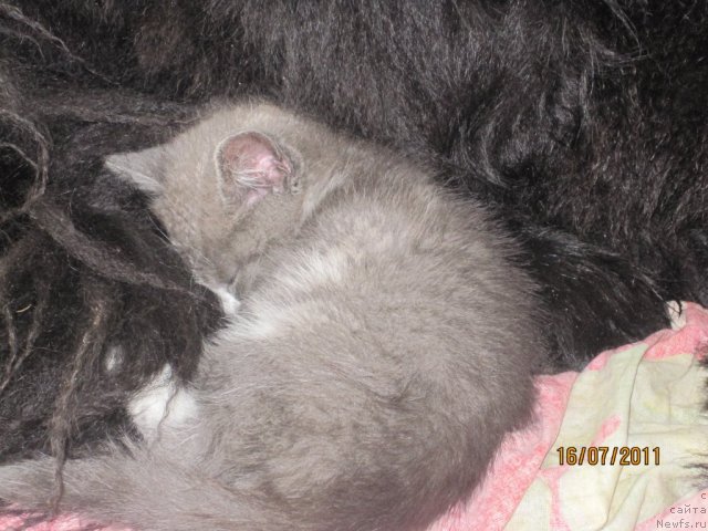 Фото: ньюфаундленд N'yufort Lapochka Dochka (Ньюфорт Лапочка Дочка)