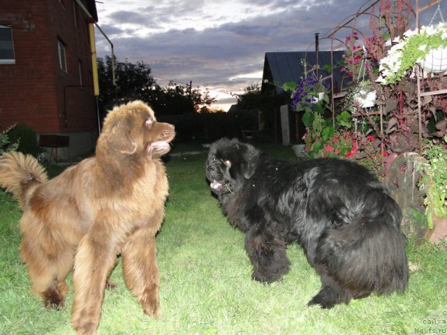 Фото: ньюфаундленд Baloven' Sud'byi (Баловень Судьбы), ньюфаундленд Barhatka Roskoshnaya (Бархатка Роскошная)