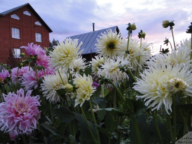 Фотография № 74213