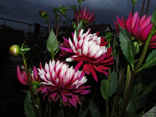 Фотография № 74214