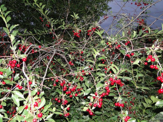 Фотография № 74215