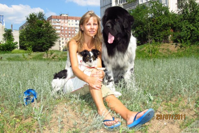 Фото: ньюфаундленд Plyushevaya Panda Stil'-Sankt-Peterburga (Плюшевая Панда Стиль-Санкт-Петербурга)