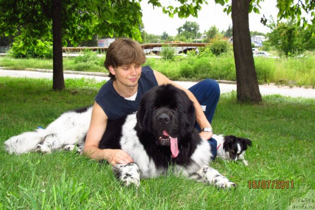 Фото: ньюфаундленд Plyushevaya Panda Stil'-Sankt-Peterburga (Плюшевая Панда Стиль-Санкт-Петербурга)