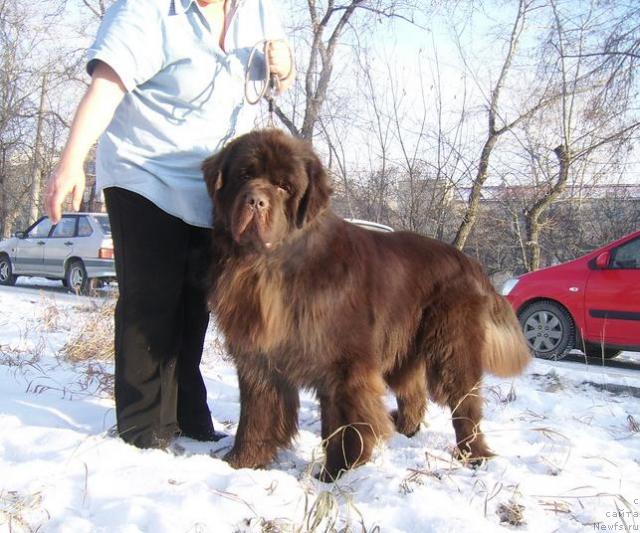 Фото: ньюфаундленд Super Premium Brabus (Супер Премиум Брабус)