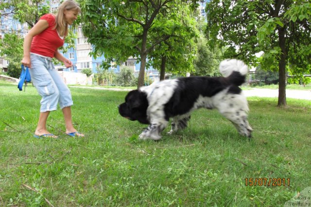 Фото: ньюфаундленд Plyushevaya Panda Stil'-Sankt-Peterburga (Плюшевая Панда Стиль-Санкт-Петербурга)