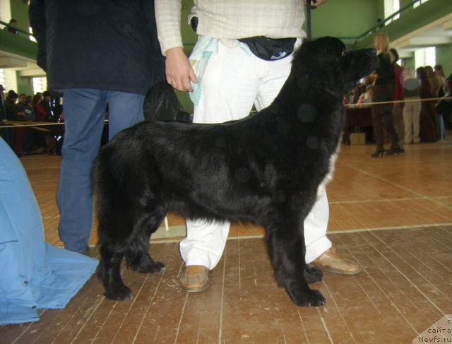 Фото: ньюфаундленд Mag Ispolin Karolina (Маг Исполин Каролина)